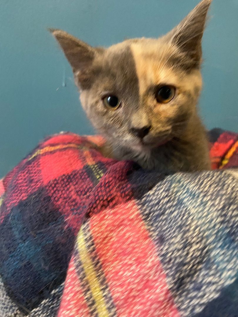 Enlarge Barbie, a Adopted Dilute Tortoiseshell in Ridgewood, NY image 2/2