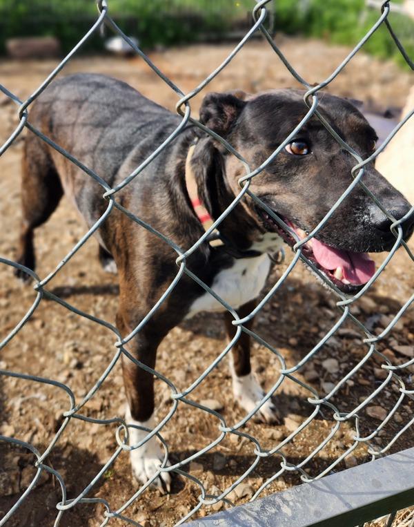 Enlarge Nova, a Adoptable mixed breed in Cleveland, TN image 1/1