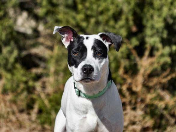 BANDIT, Adoptable, Young Male Mixed Breed.