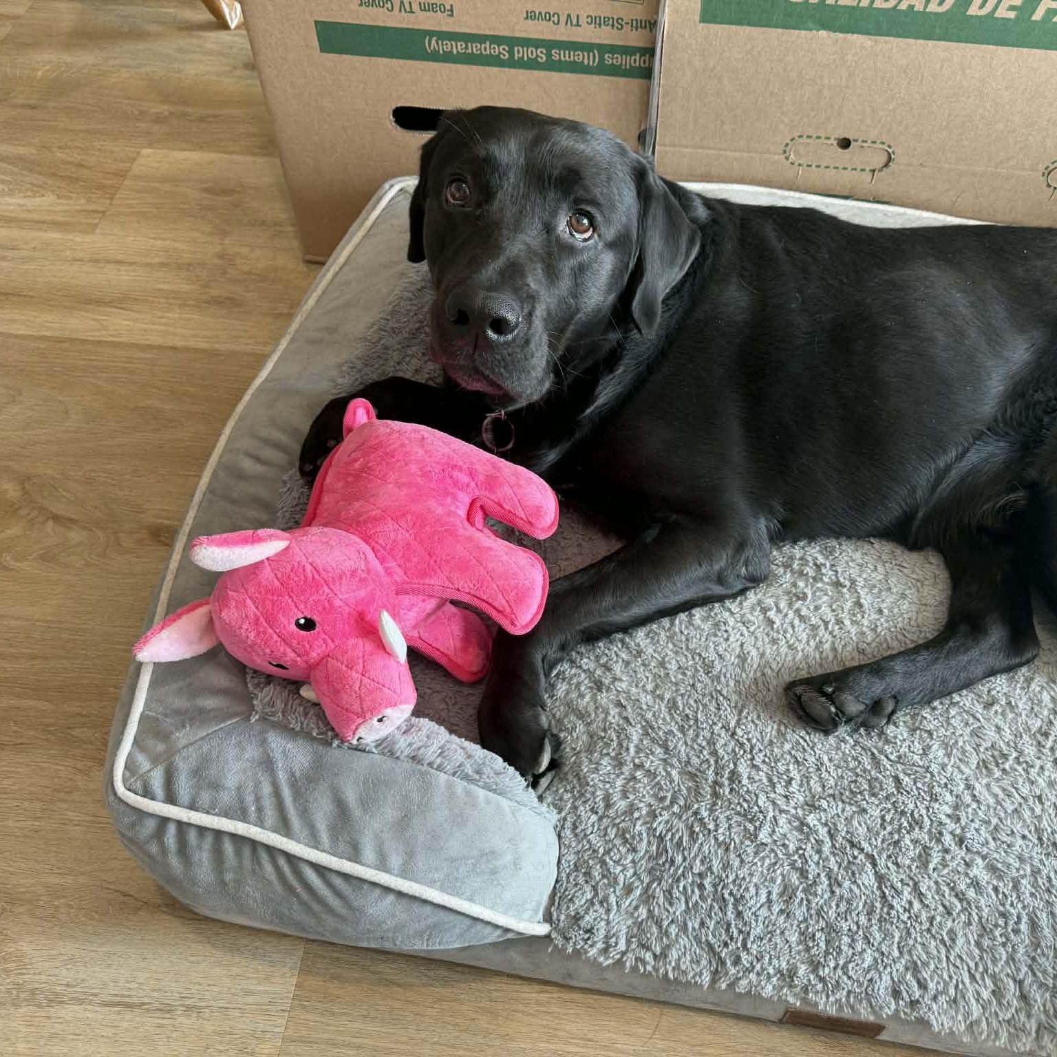 Enlarge Hank, a ADOPTABLE Black Labrador Retriever in Newark, NJ image 1/6