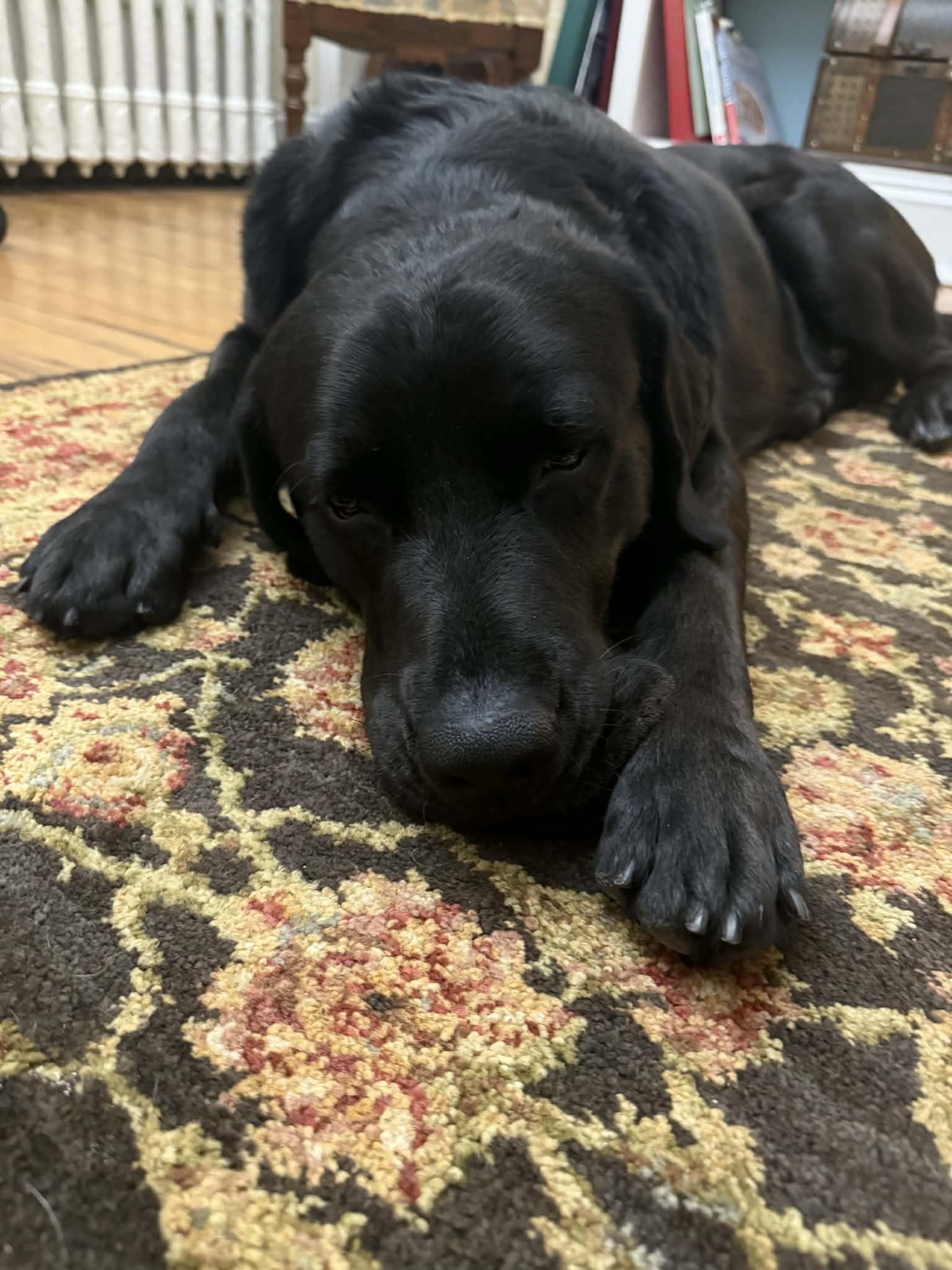 Enlarge Hank, a ADOPTABLE Black Labrador Retriever in Newark, NJ image 4/6