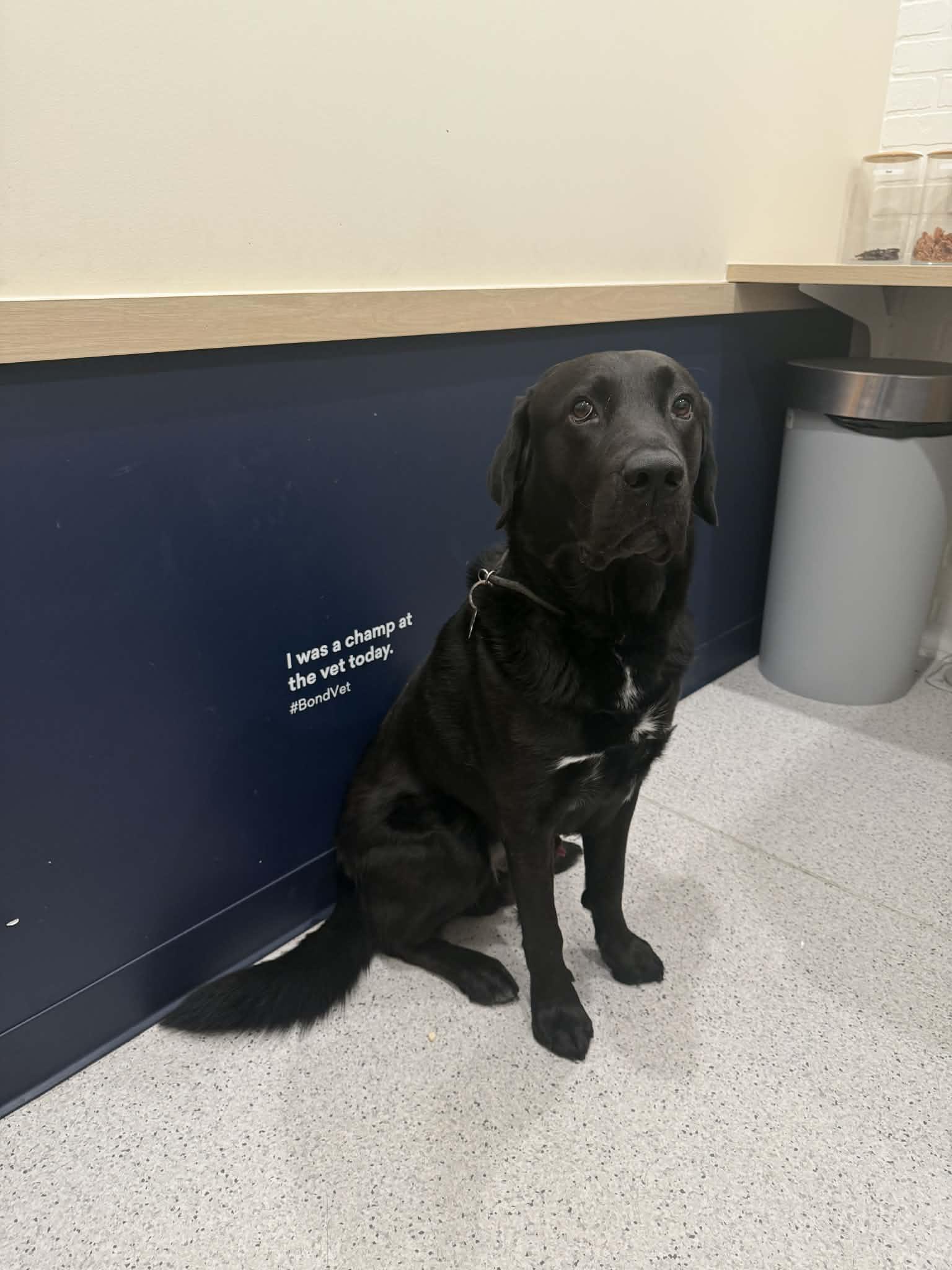 Enlarge Hank, a ADOPTABLE Black Labrador Retriever in Newark, NJ image 5/6