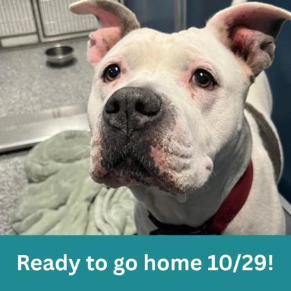 Zara, Adoptable, Adult Female Mixed Breed.