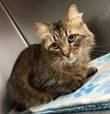 Lolly, ADOPTABLE, Adult Female Domestic Medium Hair.
