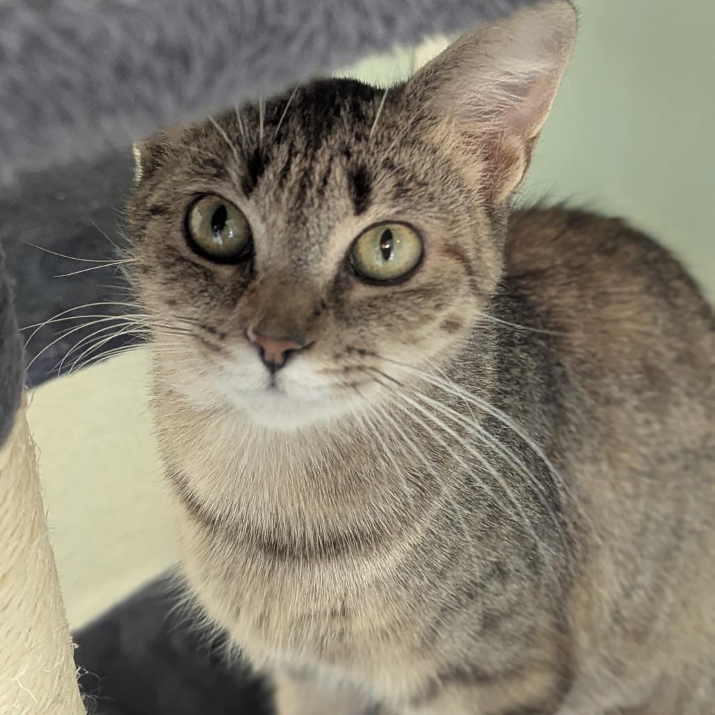 Enlarge Sweet Tea, a Adoptable Domestic Short Hair in Fenton, MI image 2/3
