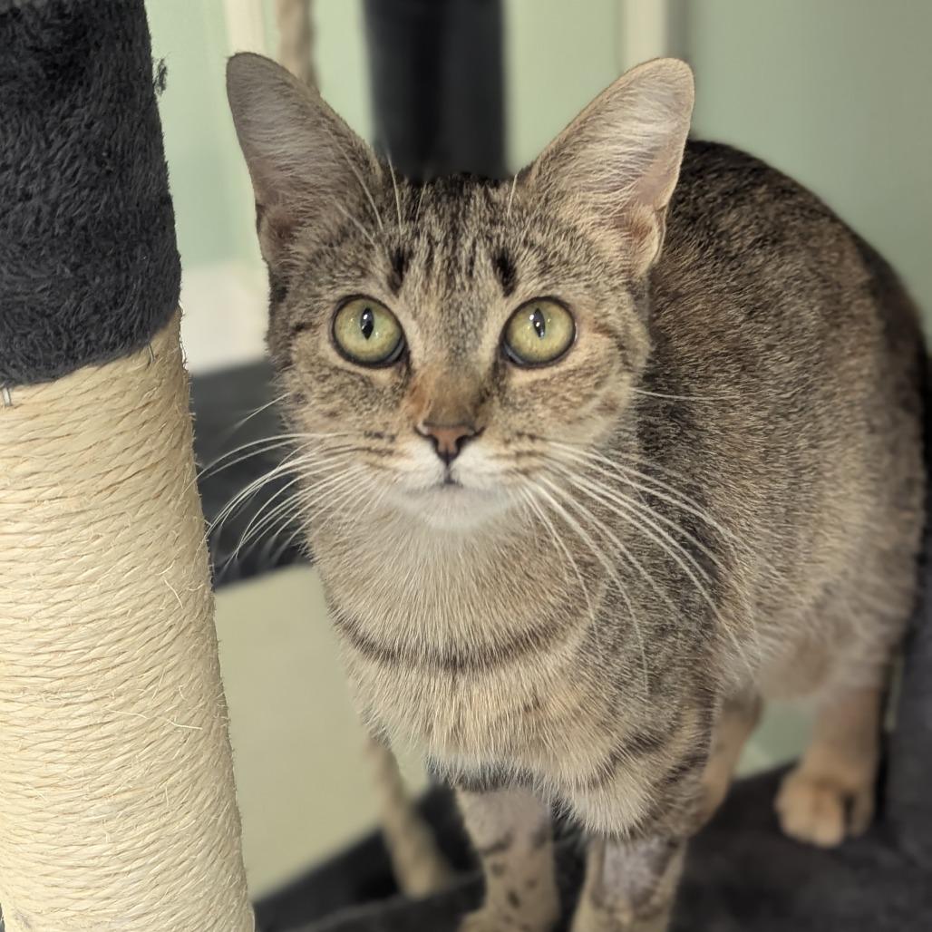 Sweet Tea, Adoptable, Young Female Domestic Short Hair.