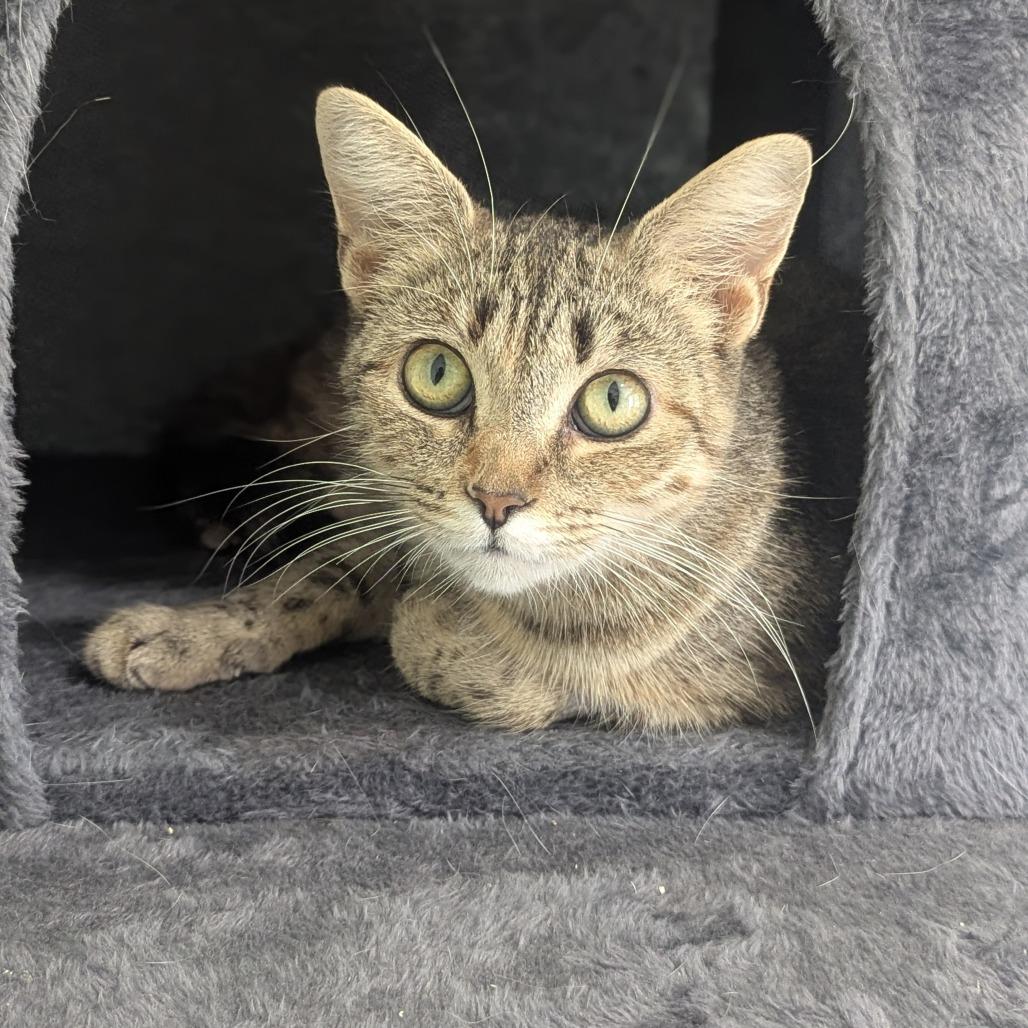 Enlarge Sweet Tea, a Adoptable Domestic Short Hair in Fenton, MI image 3/3