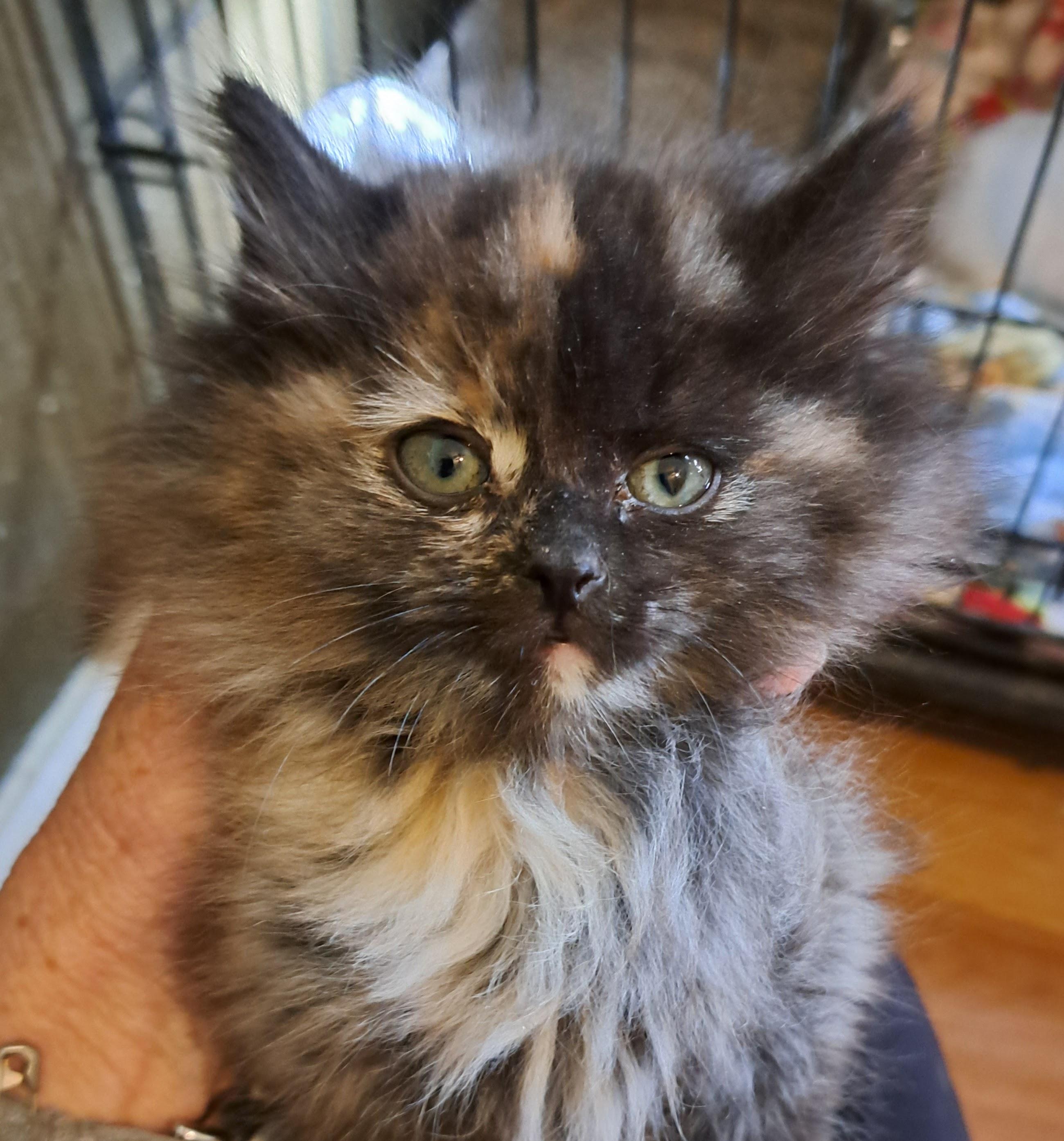 Enlarge Bitty Kitty, a Adopted Tortoiseshell in Albuquerque, NM image 1/1