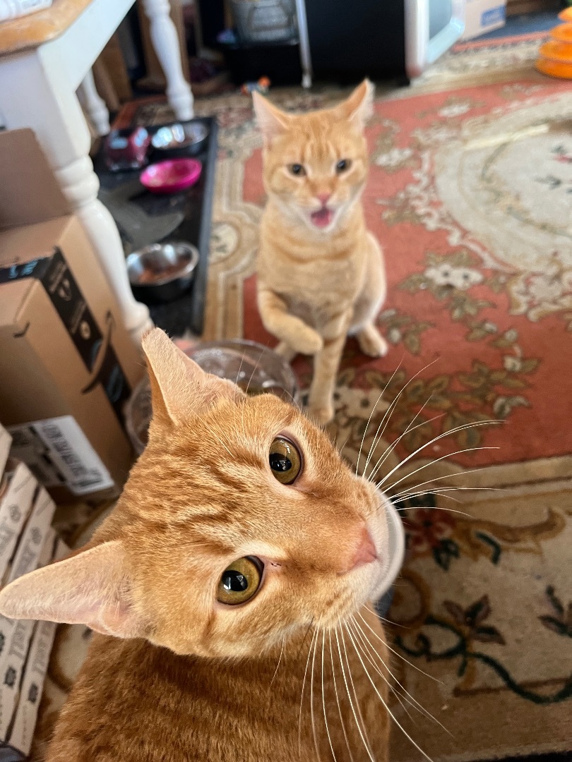 Enlarge Stanley, a Adopted Domestic Short Hair in Baltimore, MD image 1/3