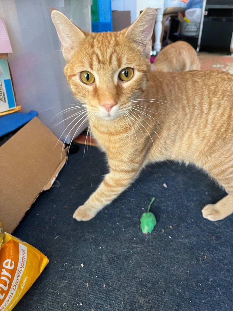 Enlarge Stanley, a Adopted Domestic Short Hair in Baltimore, MD image 2/3