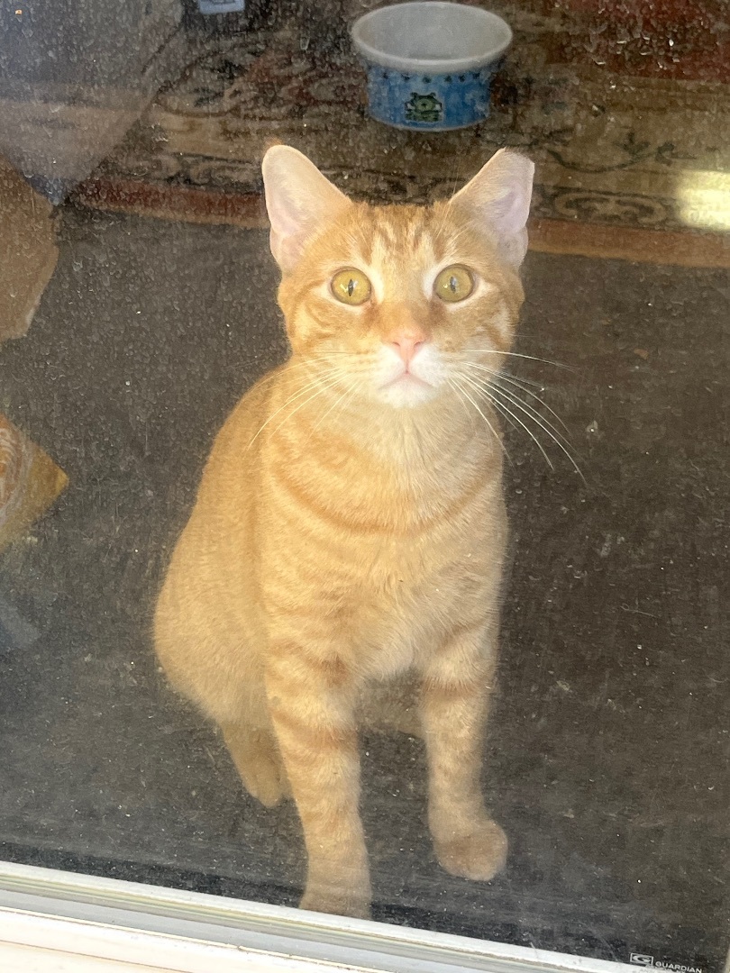 Enlarge Stanley, a Adopted Domestic Short Hair in Baltimore, MD image 3/3