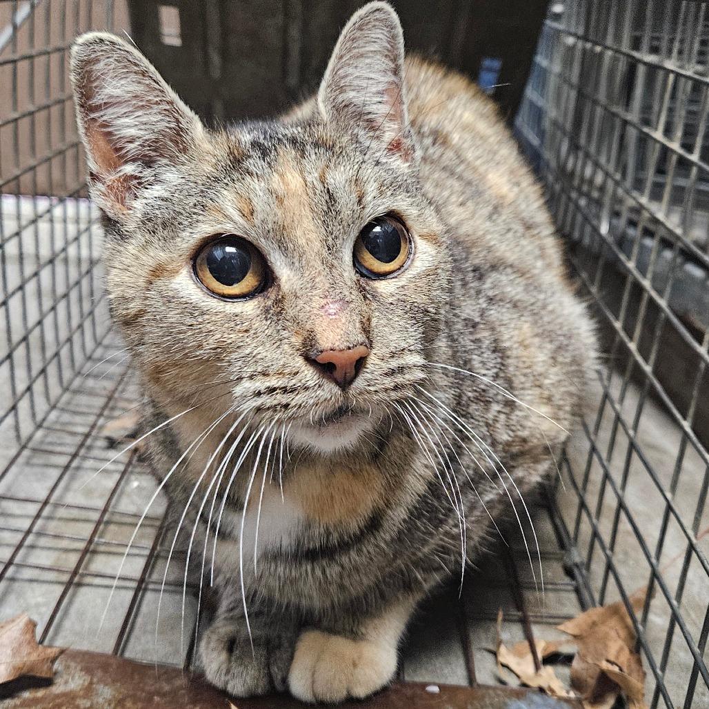 Frida, Adoptable, Young Female Domestic Short Hair.