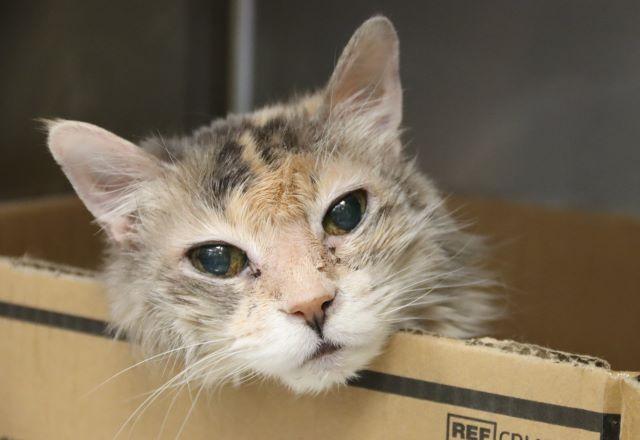 Enlarge MISS KITTY, a Adoptable Domestic Long Hair in Tucson, AZ image 1/1