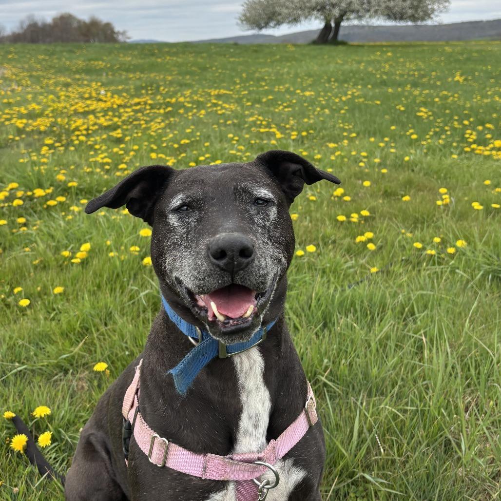 Enlarge Yzma, a Adoptable Mixed Breed in Bangall, NY image 5/6