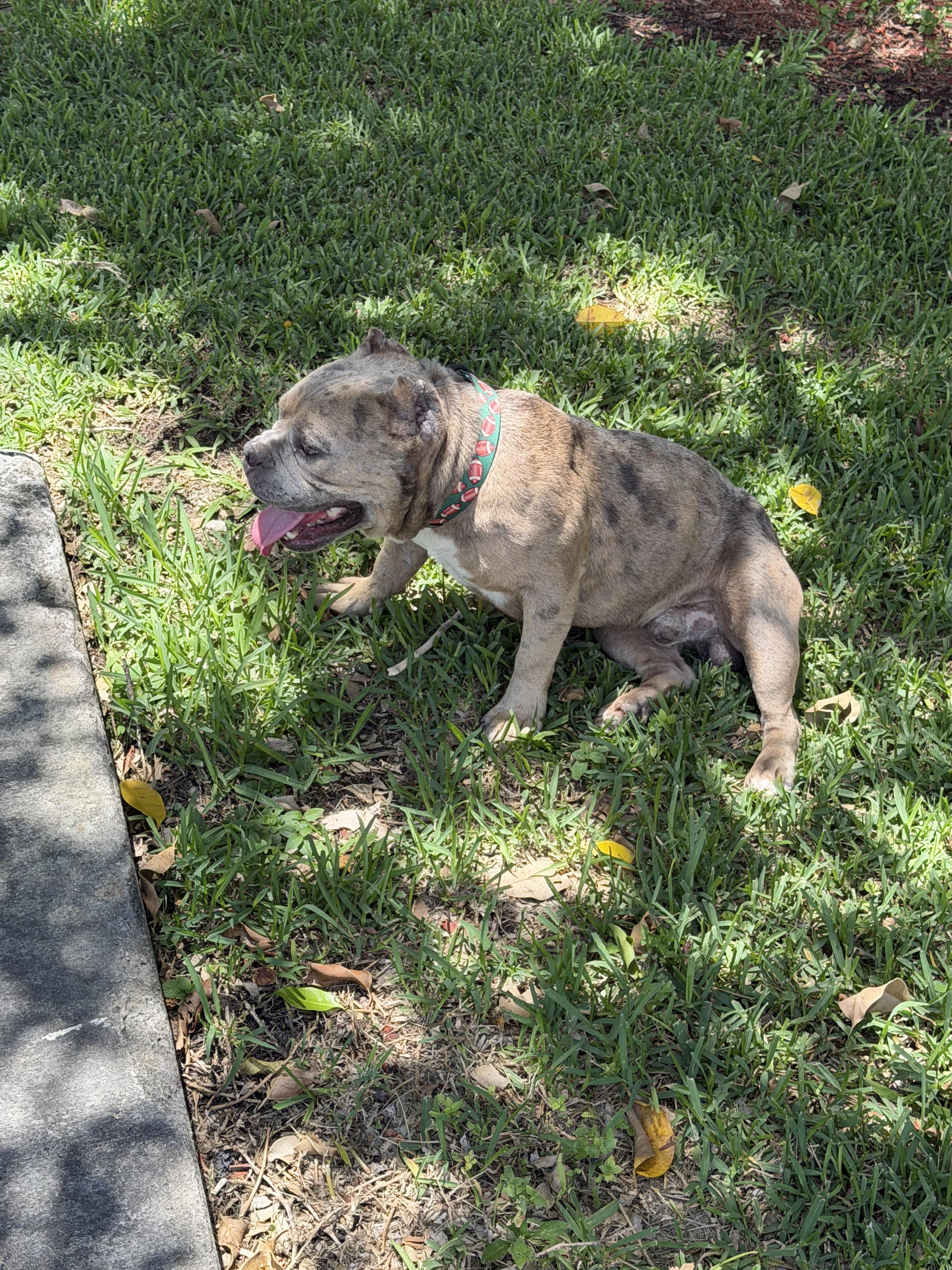 Enlarge Chucky, a Adoptable American Bulldog in naples, FL image 2/4