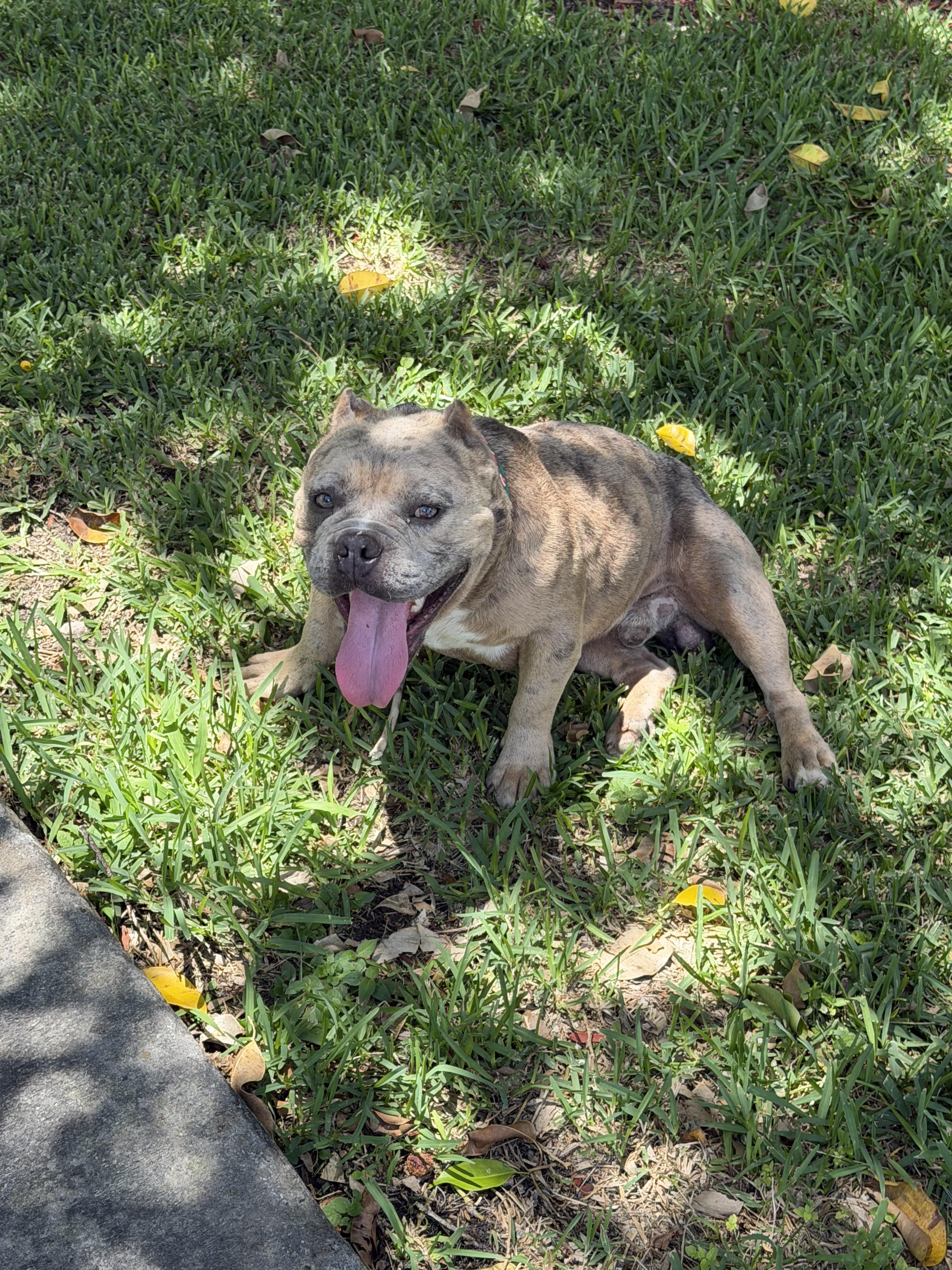Chucky, Adoptable, Adult Male American Bulldog.