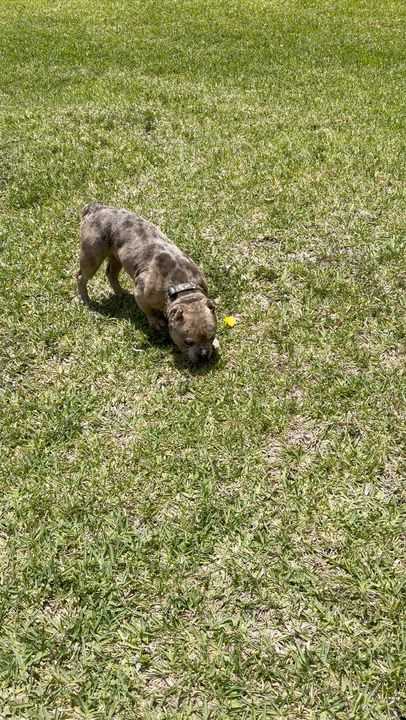Enlarge Chucky, a Adoptable American Bulldog in naples, FL video 3/4