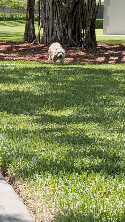 Enlarge Chucky, a Adoptable American Bulldog in naples, FL video 4/4