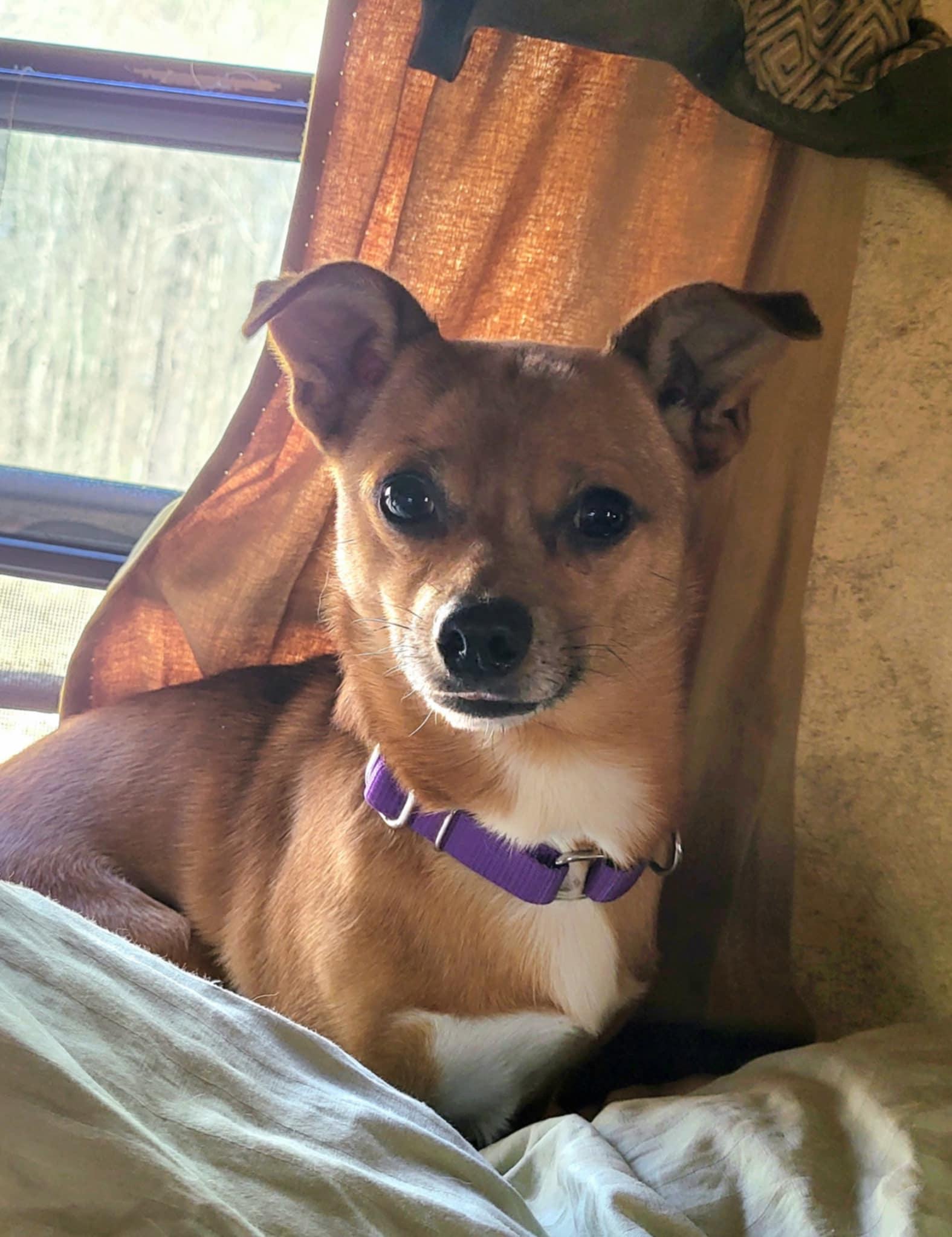 Eric (Donna-Fostered in New England)