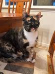 Enlarge Autumn, a ADOPTABLE Domestic Short Hair image 1/1