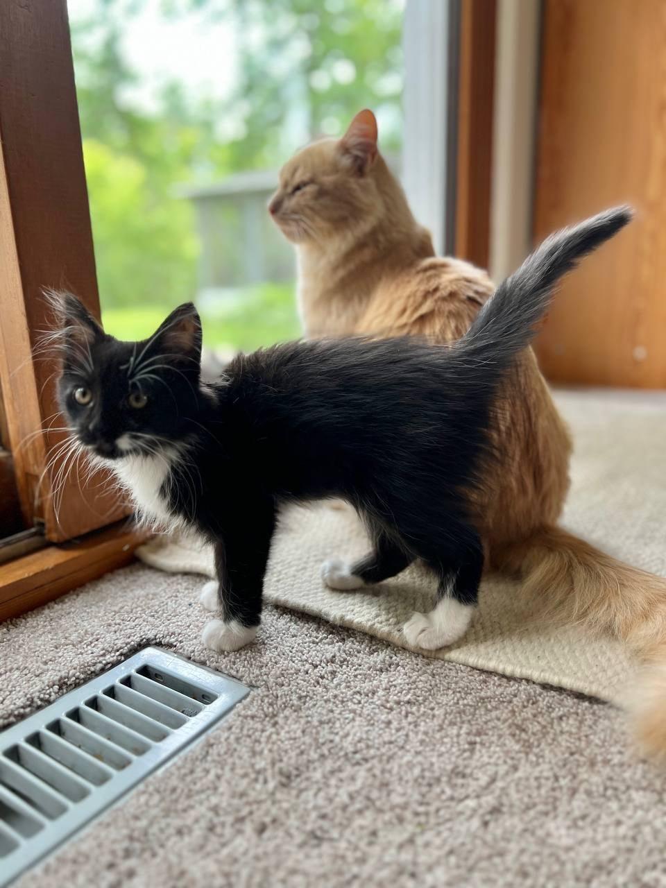 Bambi, Adopted, Adult Female Domestic Medium Hair.