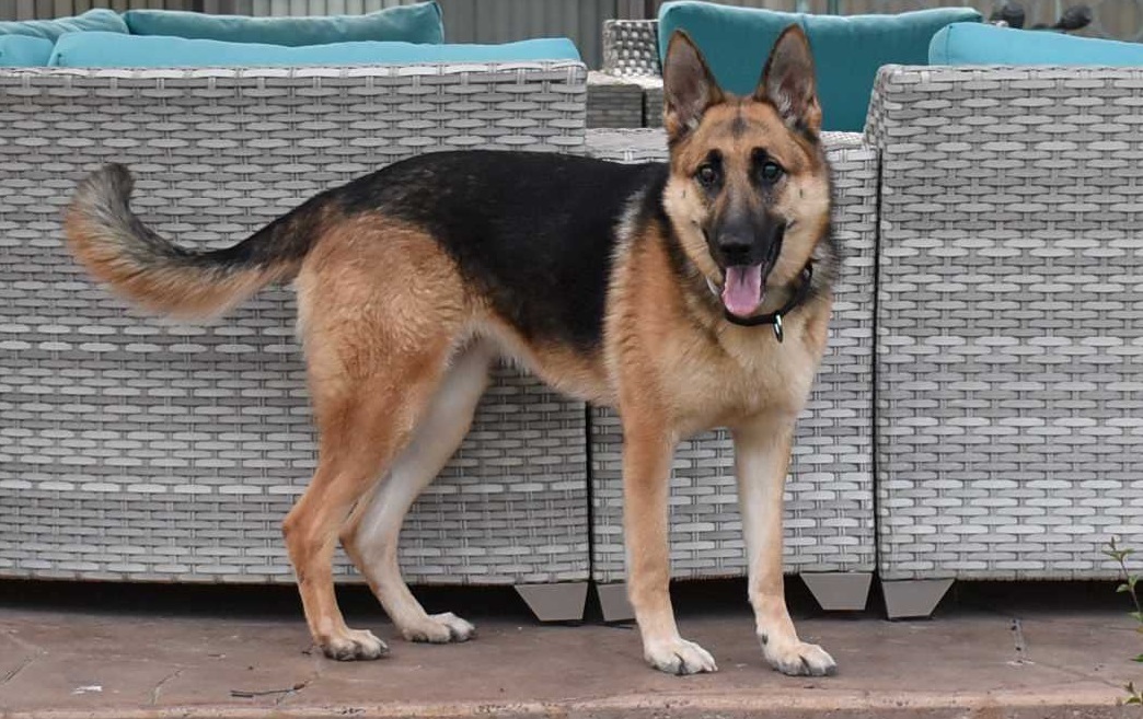 Sasha (PA), a Adoptable German Shepherd Dog in York, PA image 1/10