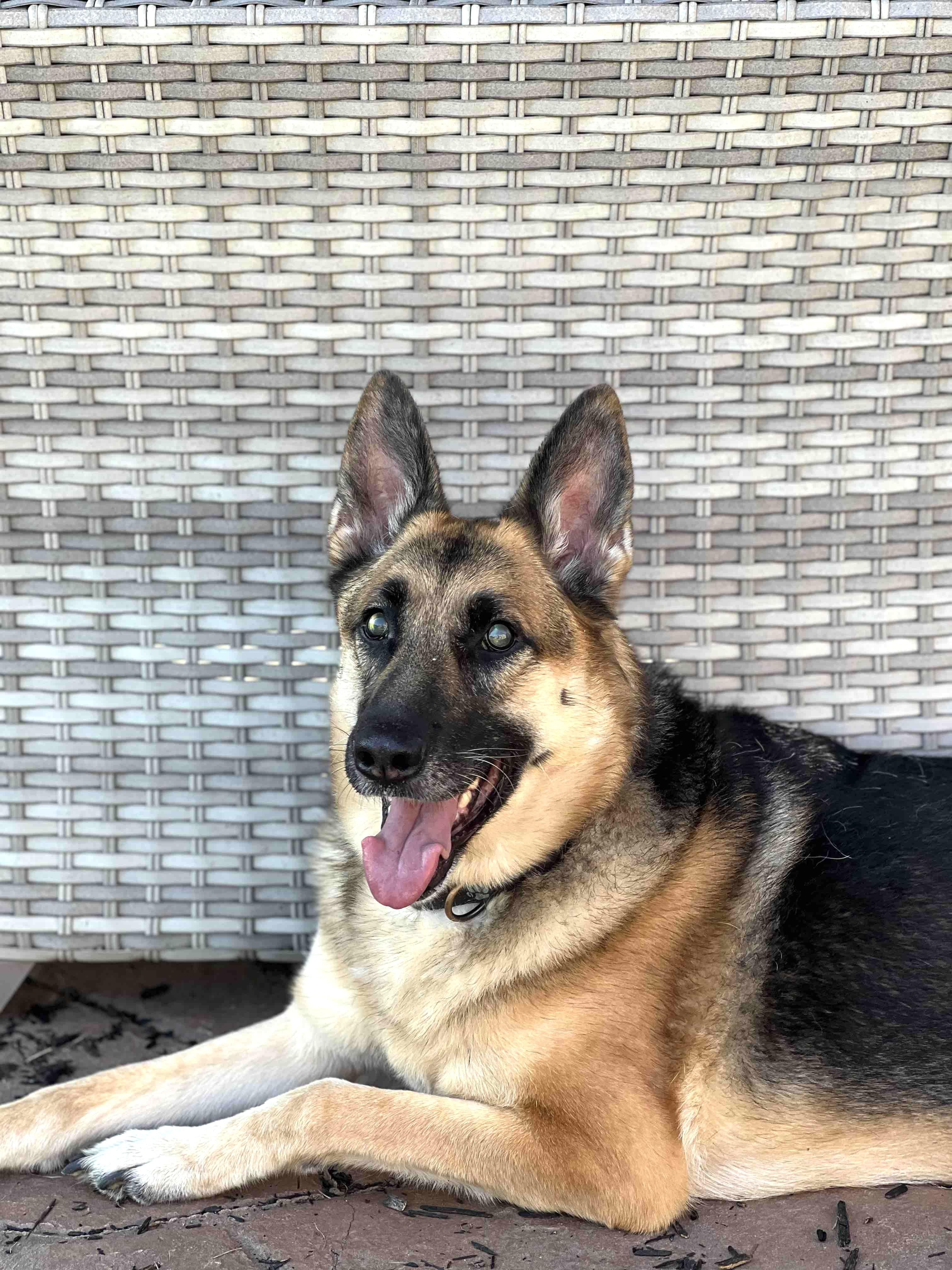 Enlarge Sasha (PA), a Adoptable German Shepherd Dog in York, PA image 2/2