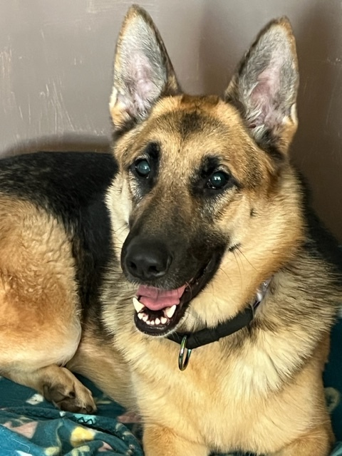 Sasha (PA), a Adoptable German Shepherd Dog in York, PA image 2/10