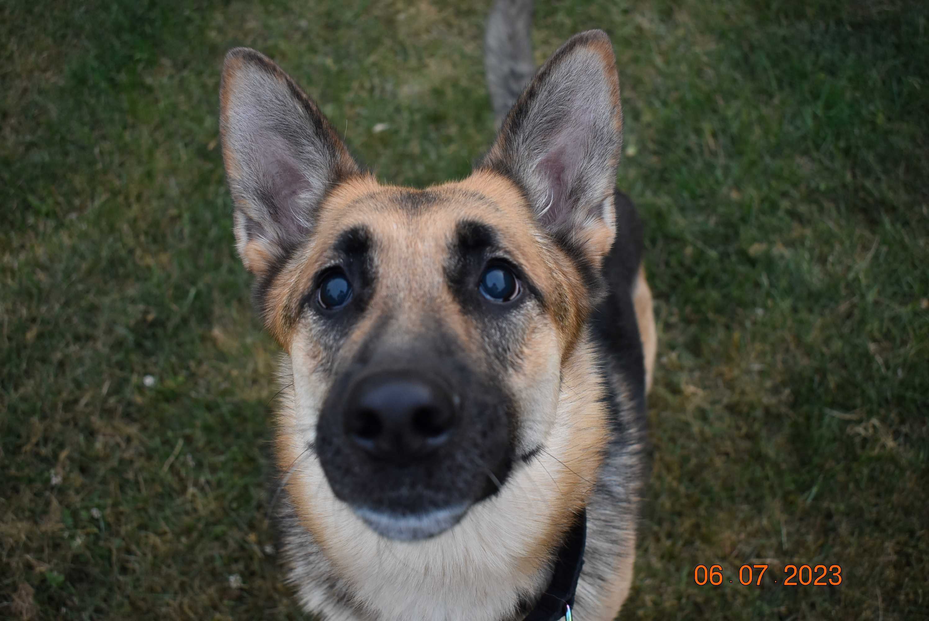 Sasha (PA), a Adoptable German Shepherd Dog in York, PA image 3/10