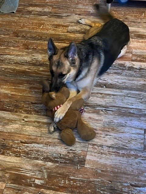 Sasha (PA), a Adoptable German Shepherd Dog in York, PA image 4/10