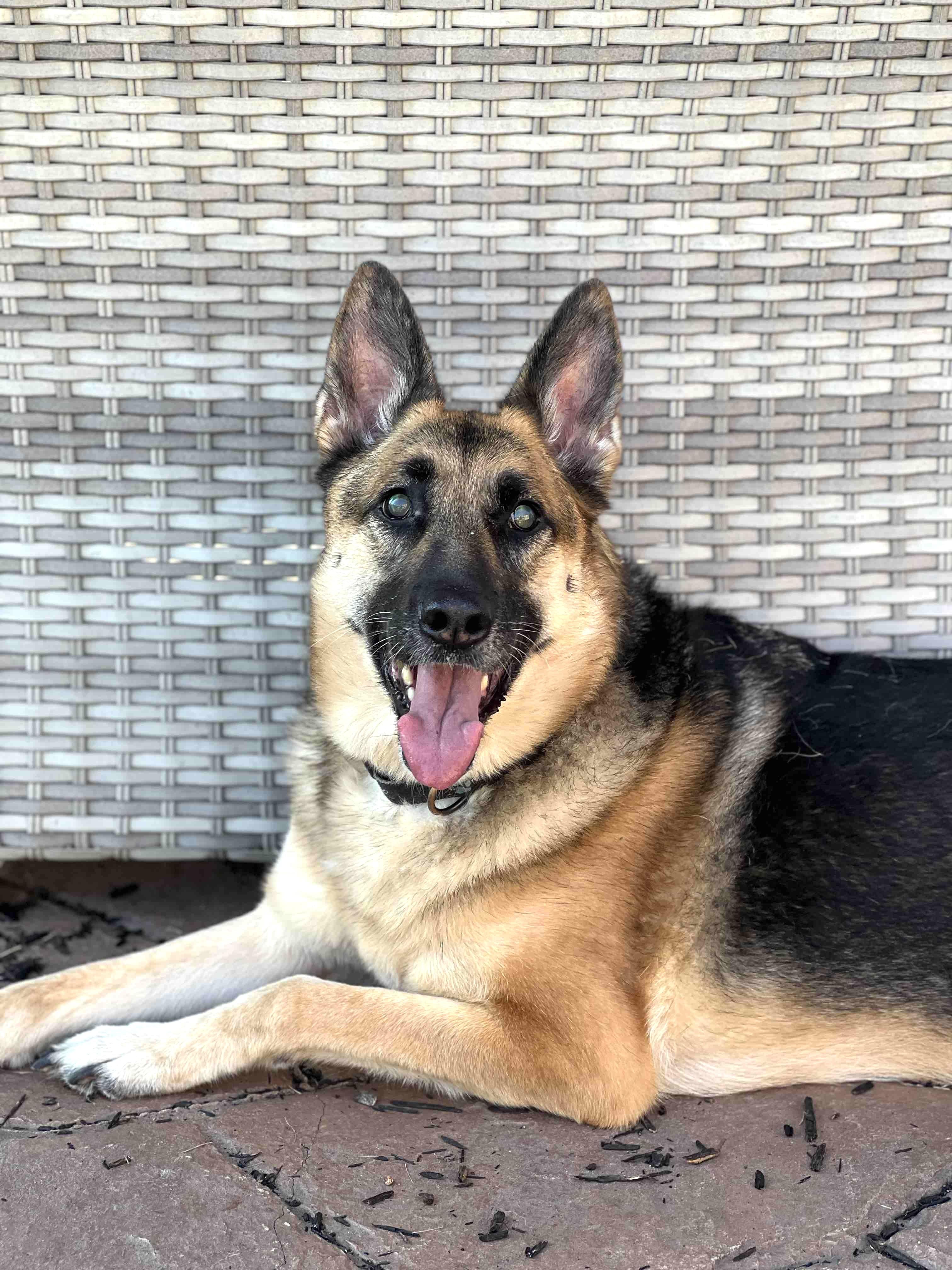 Sasha (PA), Adoptable, Adult Female German Shepherd Dog.