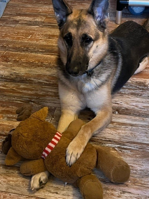 Sasha (PA), a Adoptable German Shepherd Dog in York, PA image 5/10