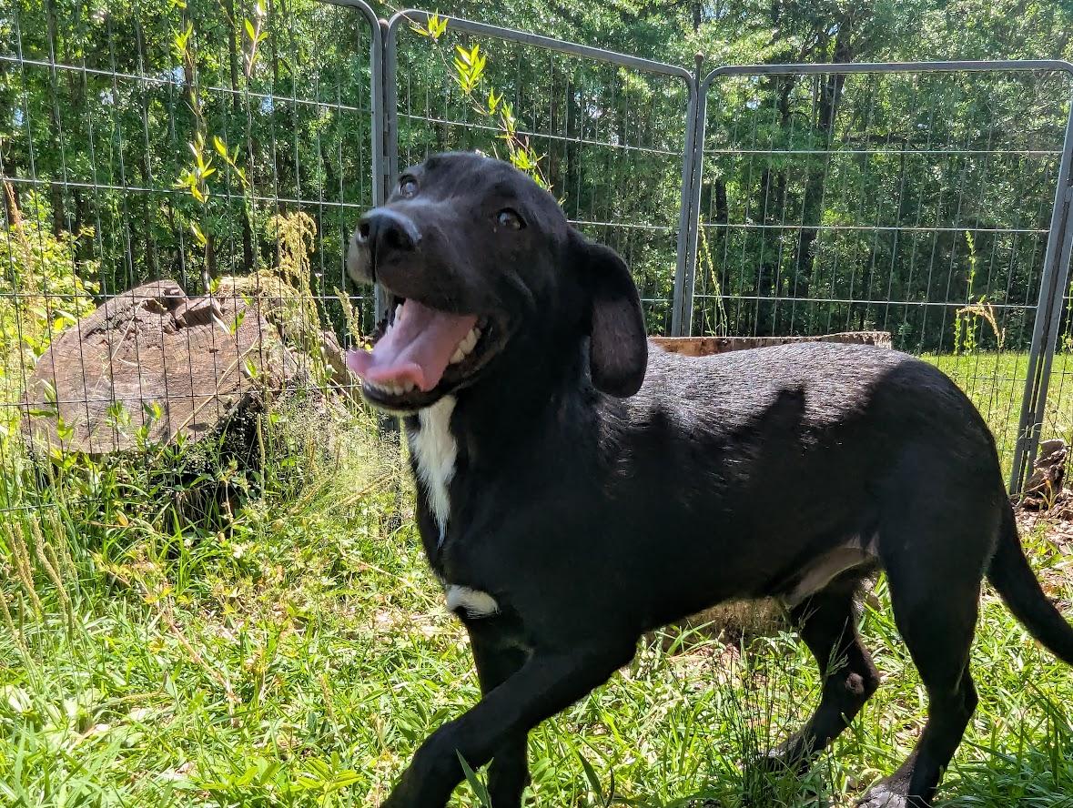 CHESTER, Young Male Black Labrador Retriever