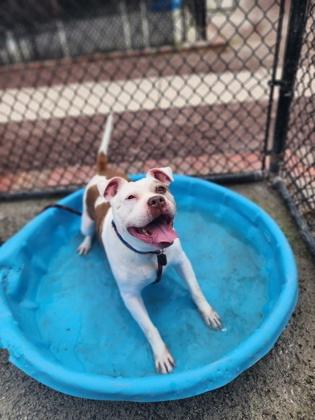 Fallon, a Adoptable Pit Bull Terrier in Philadelphia, PA image 3/6