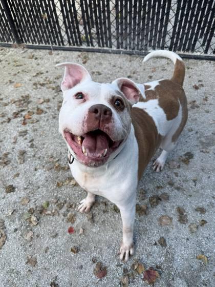 Fallon — thumbnail 2