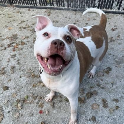Fallon, a Adoptable Pit Bull Terrier in Philadelphia, PA image 6/6