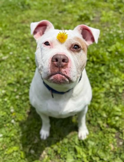 Fallon — thumbnail 3