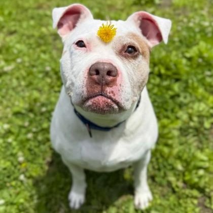 Fallon, a Adoptable Pit Bull Terrier in Philadelphia, PA image 5/6