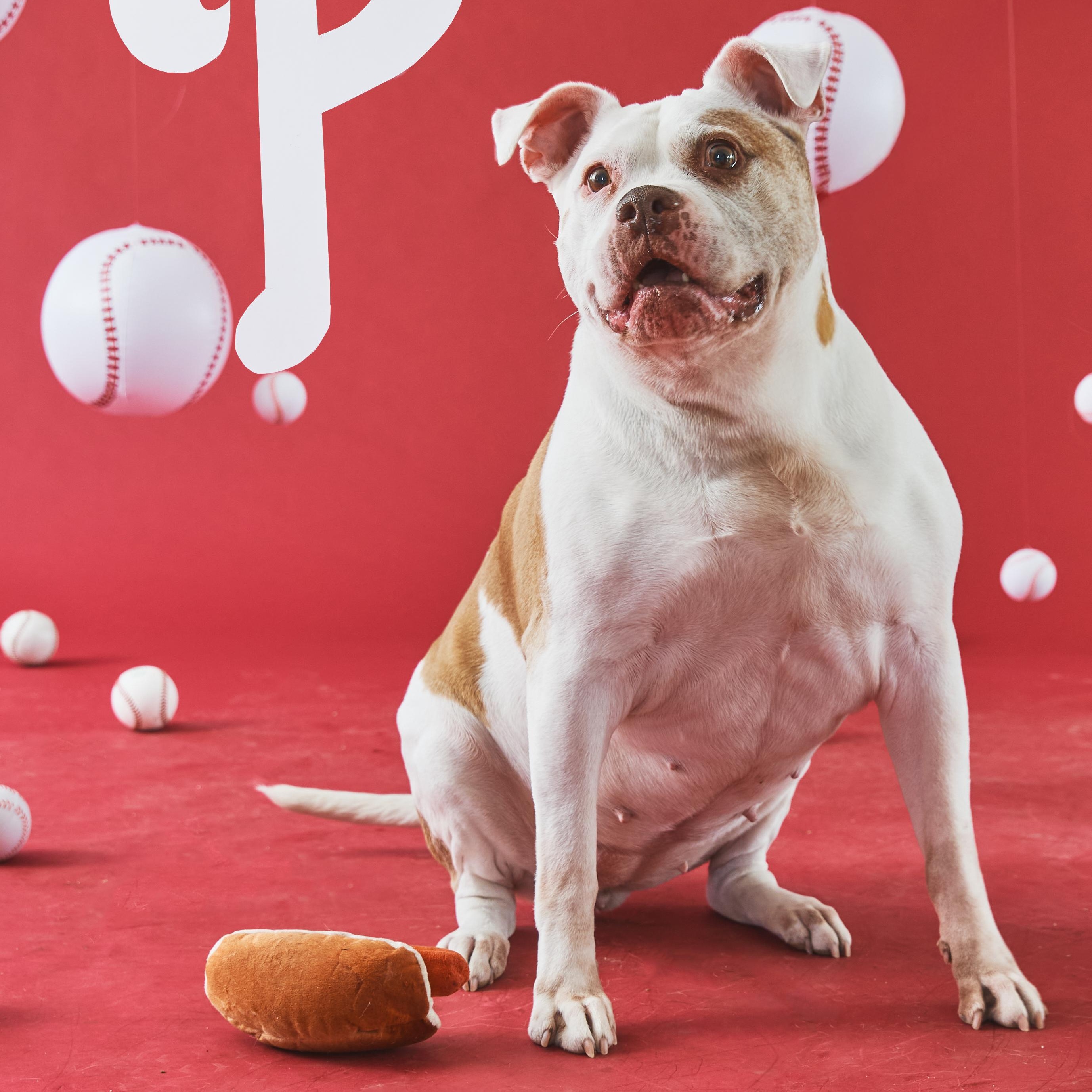 Fallon, a Adoptable Pit Bull Terrier in Philadelphia, PA image 1/6
