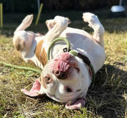 Fallon, a Adoptable Pit Bull Terrier in Philadelphia, PA image 2/6