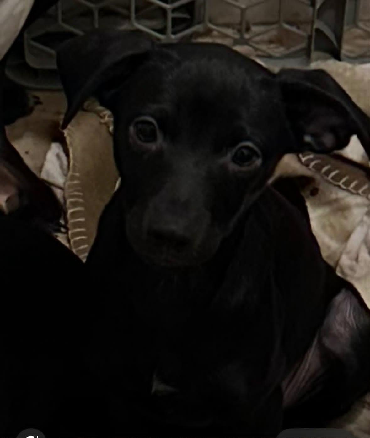Enlarge Diamond, a Adoptable mixed breed in Madera, CA image 1/1