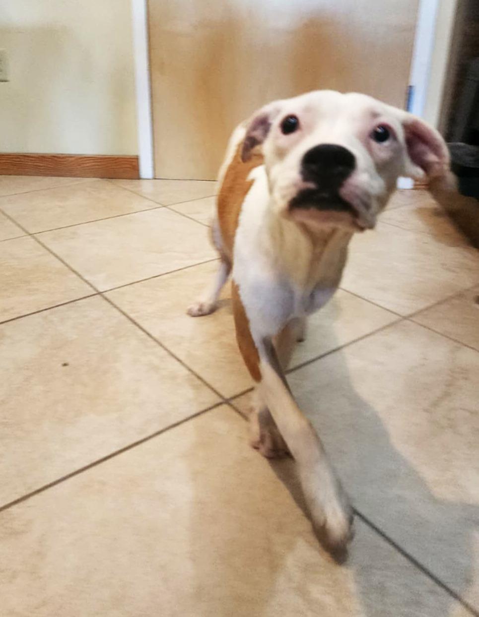 Crepe, an adopted mixed breed in Slidell, LA image 2/3
