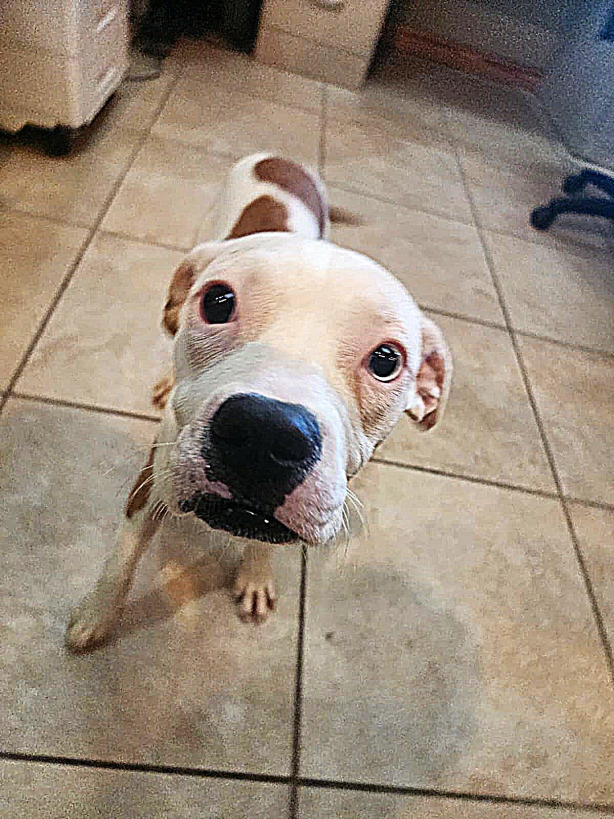 Crepe, an adopted mixed breed in Slidell, LA image 1/3