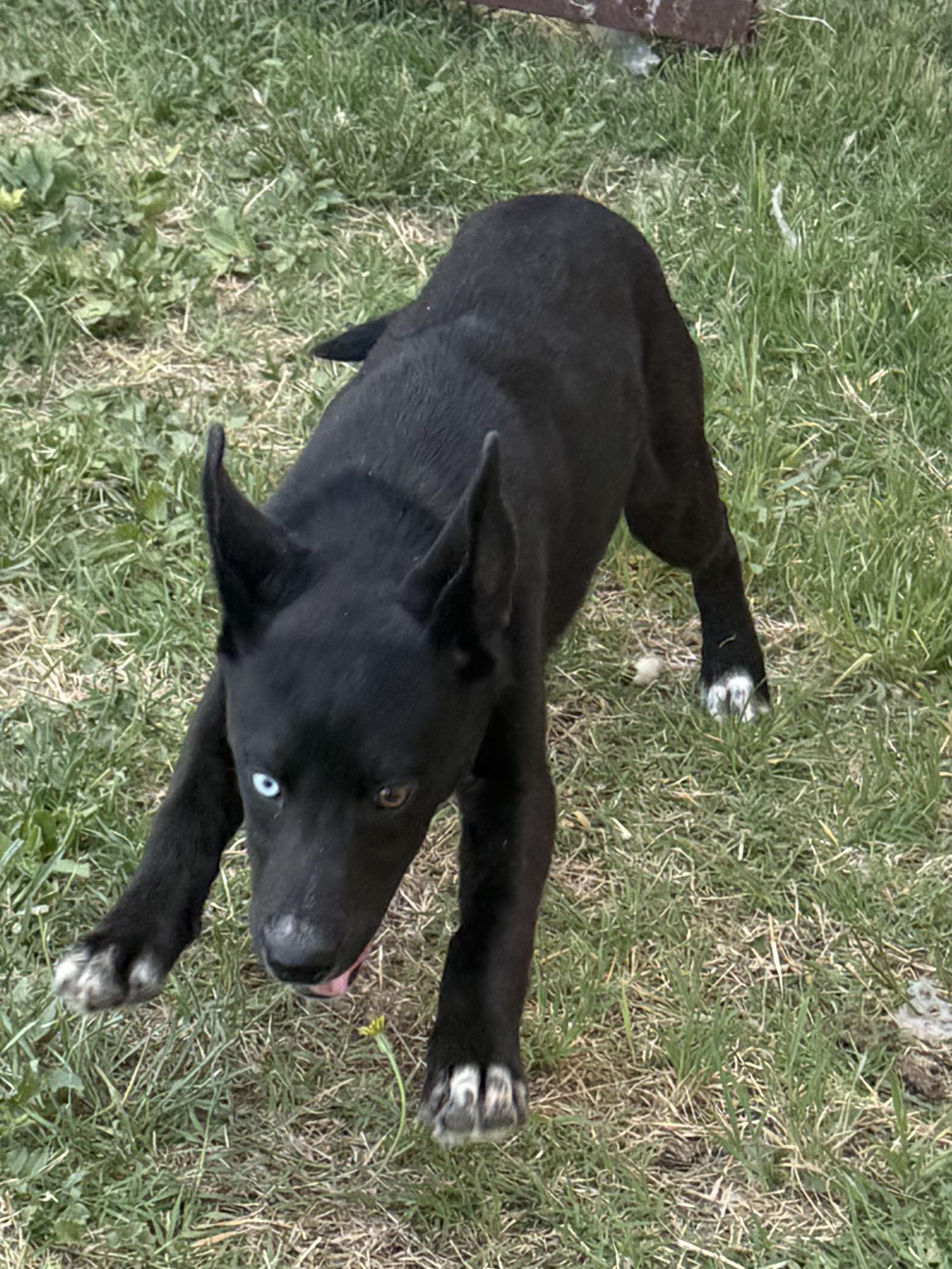 Layla, a Adoptable mixed breed in Georgetown, TX image 6/6