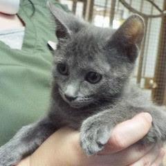 Celsius, Baby Female unknown