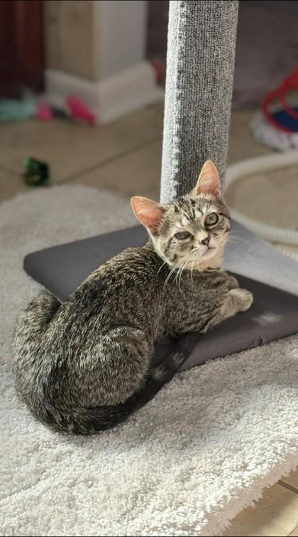 Sylvia, Adoptable, Kitten Female Domestic Short Hair & Domestic Short Hair.