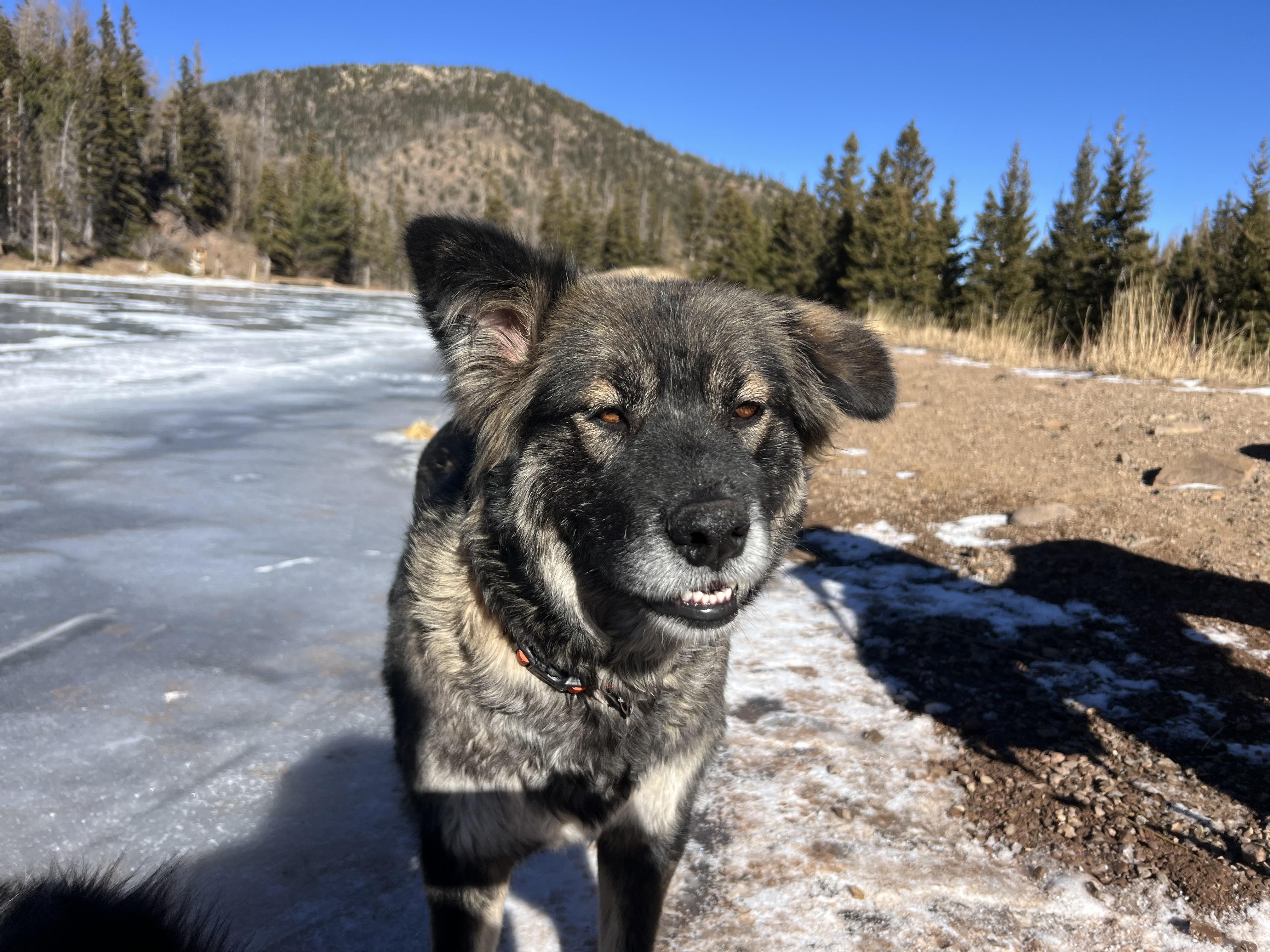Enlarge Nina the sweetheart, a Adoptable mixed breed in La Veta, CO image 2/6