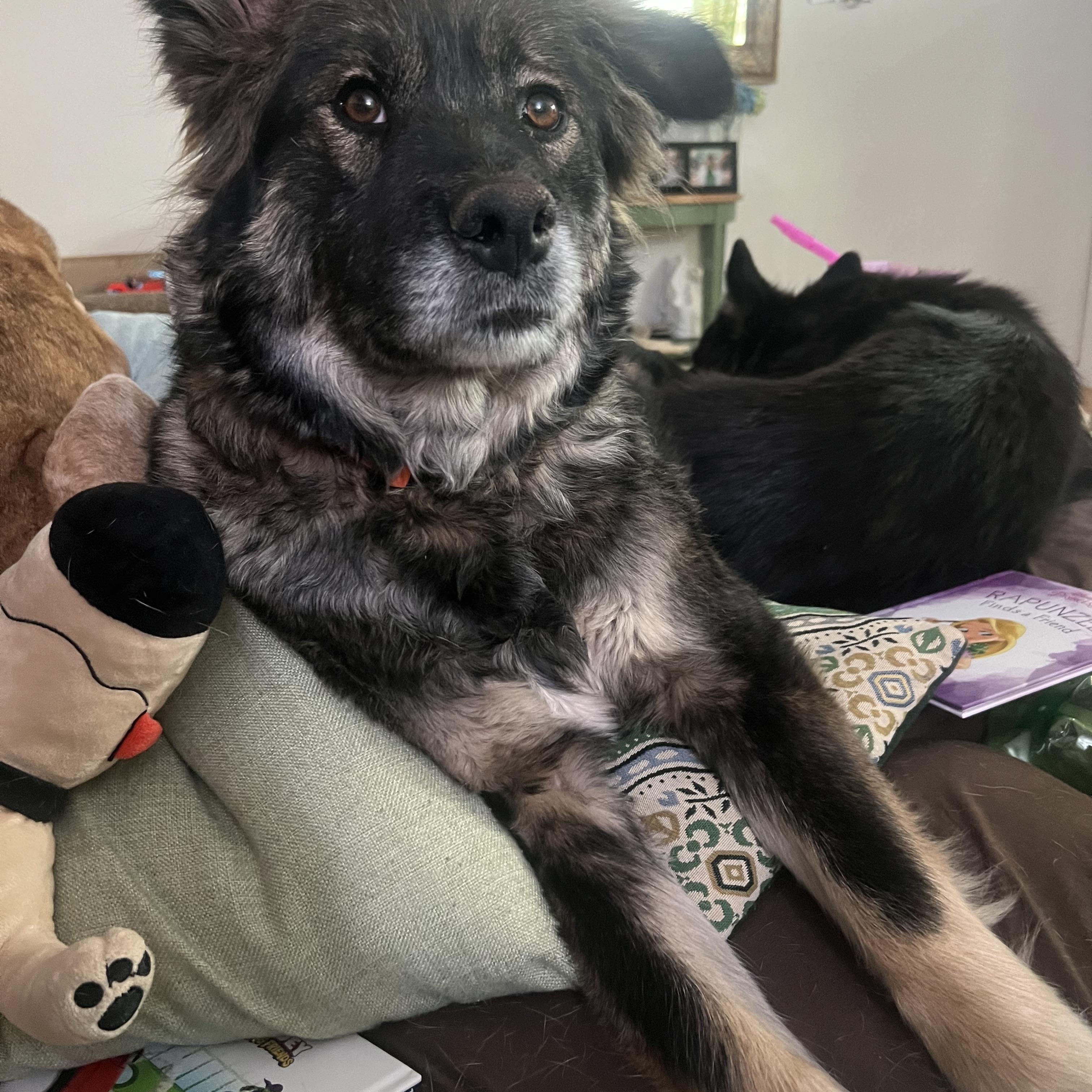 Enlarge Nina the sweetheart, a Adoptable mixed breed in La Veta, CO image 6/6
