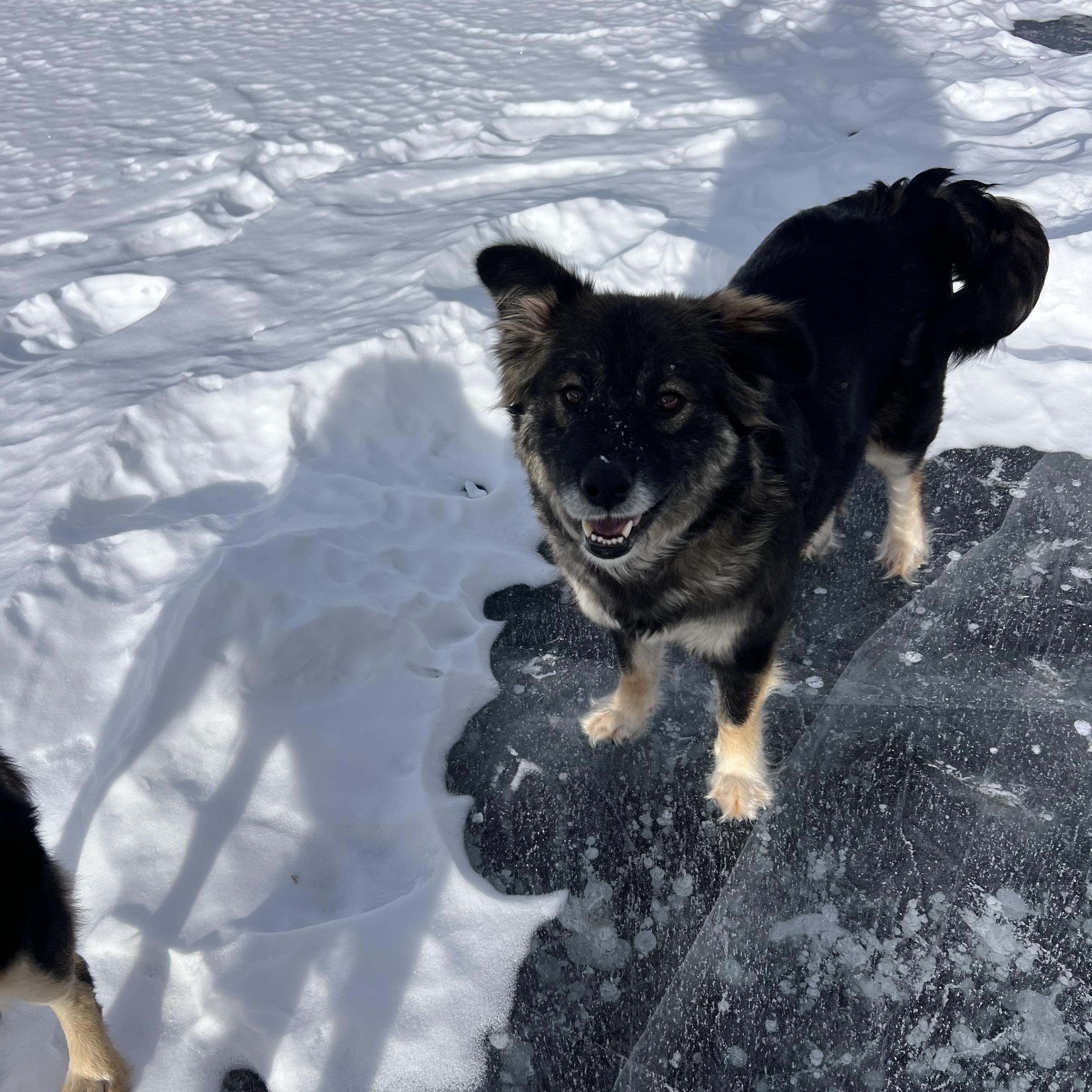Enlarge Nina the sweetheart, a Adoptable mixed breed in La Veta, CO image 4/6
