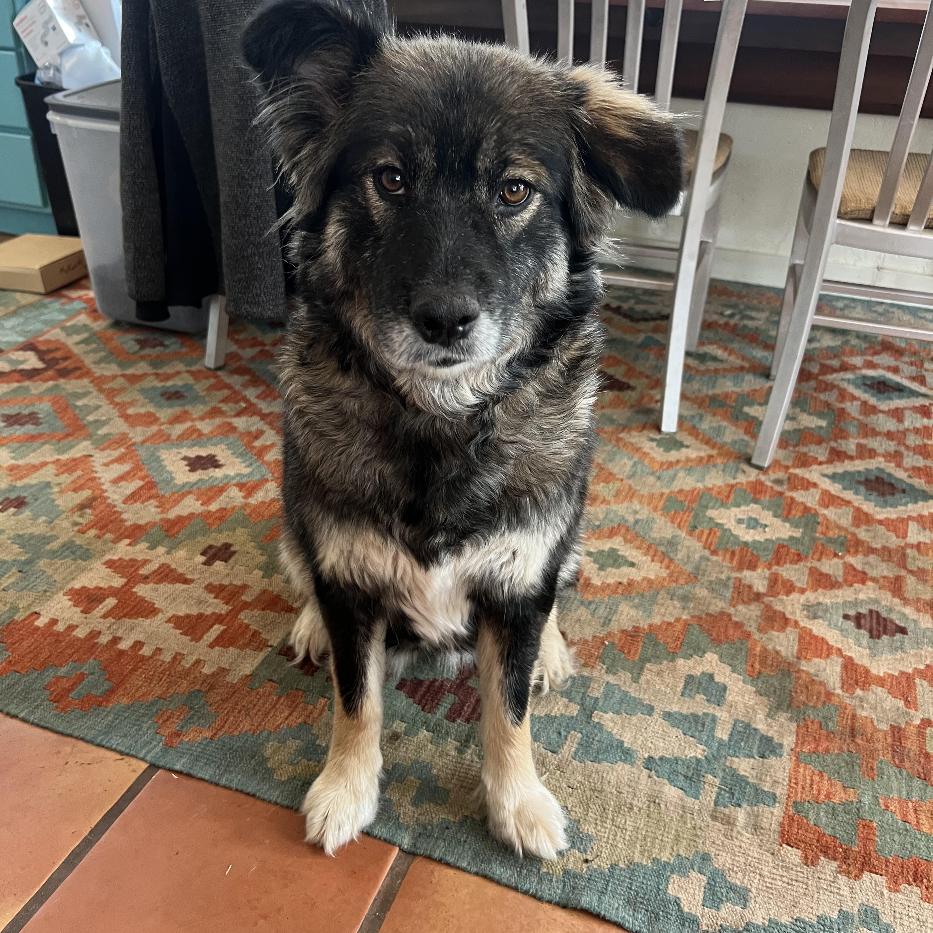 Enlarge Nina the sweetheart, a Adoptable mixed breed in La Veta, CO image 3/6